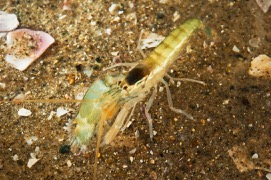 Shrimp 8 rm